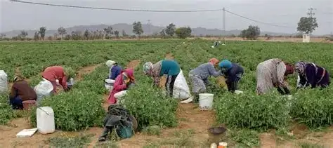 العمل غير الرسمي وتراجع النساء في الشغل يهددان أهداف الحماية الاجتماعية في المغرب